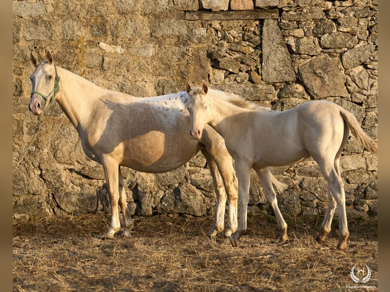 Cheval de sport espagnol Étalon Poulain (05/2024) Perlino in Navalperal De Pinares