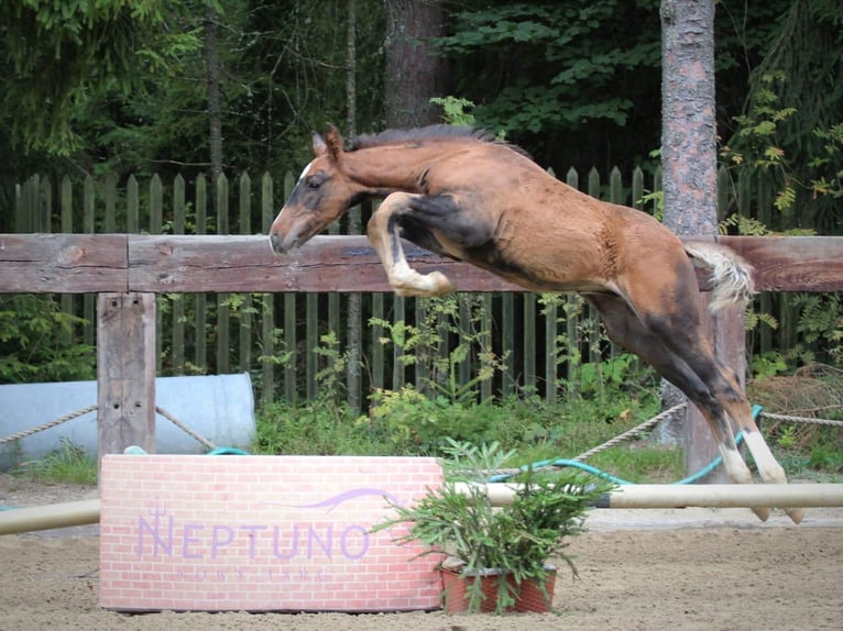 Cheval de sport espagnol Étalon Poulain (01/2025) in POLAN