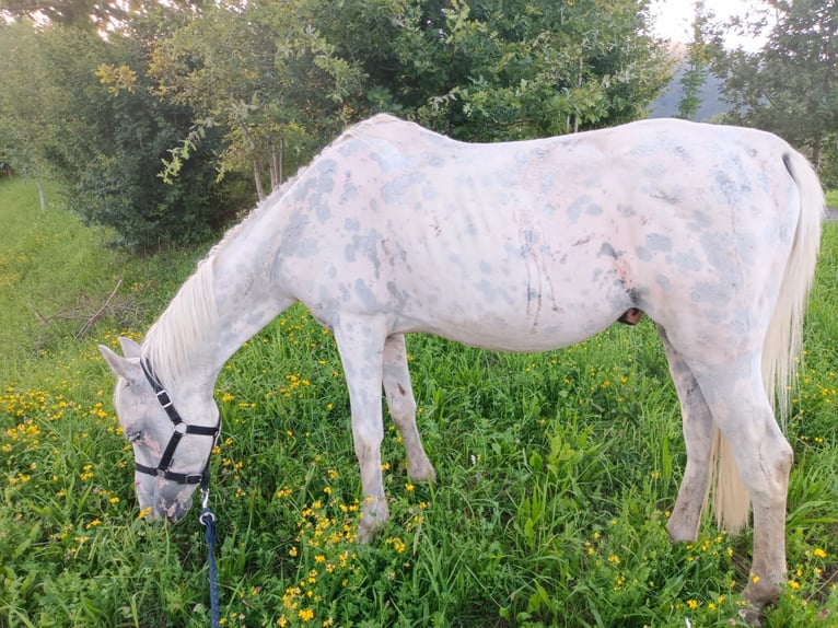 Cheval de sport espagnol Hongre 10 Ans 143 cm Gris in Zaragoza