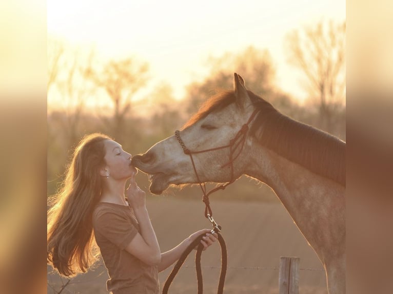 Cheval de sport espagnol Hongre 10 Ans 147 cm Buckskin in Beek