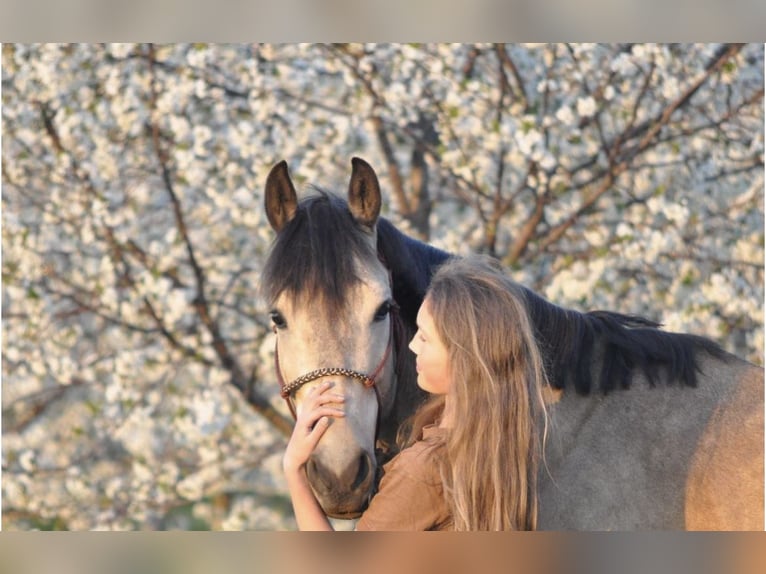 Cheval de sport espagnol Hongre 10 Ans 147 cm Buckskin in Beek