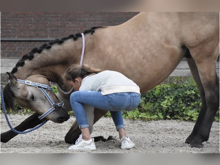 Cheval de sport espagnol Hongre 10 Ans 147 cm Buckskin in Beek