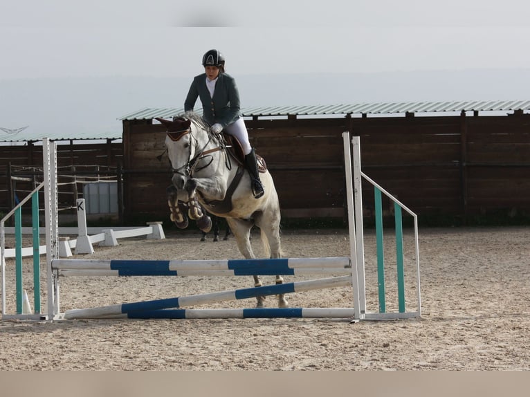 Cheval de sport espagnol Hongre 10 Ans 160 cm Gris pommelé in Barrio De El Castillo