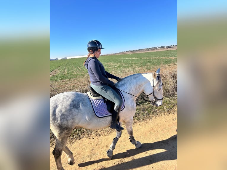 Cheval de sport espagnol Hongre 10 Ans 160 cm Gris pommelé in Barrio De El Castillo