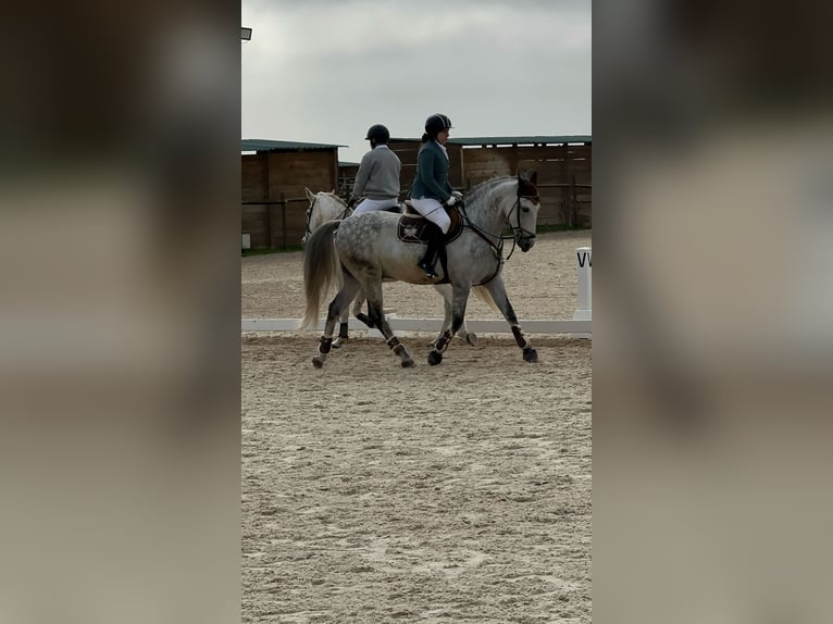 Cheval de sport espagnol Hongre 10 Ans 160 cm Gris pommelé in Barrio De El Castillo