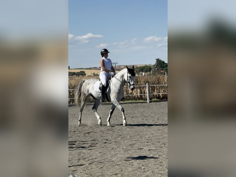 Cheval de sport espagnol Hongre 10 Ans 160 cm Gris pommelé in Barrio De El Castillo