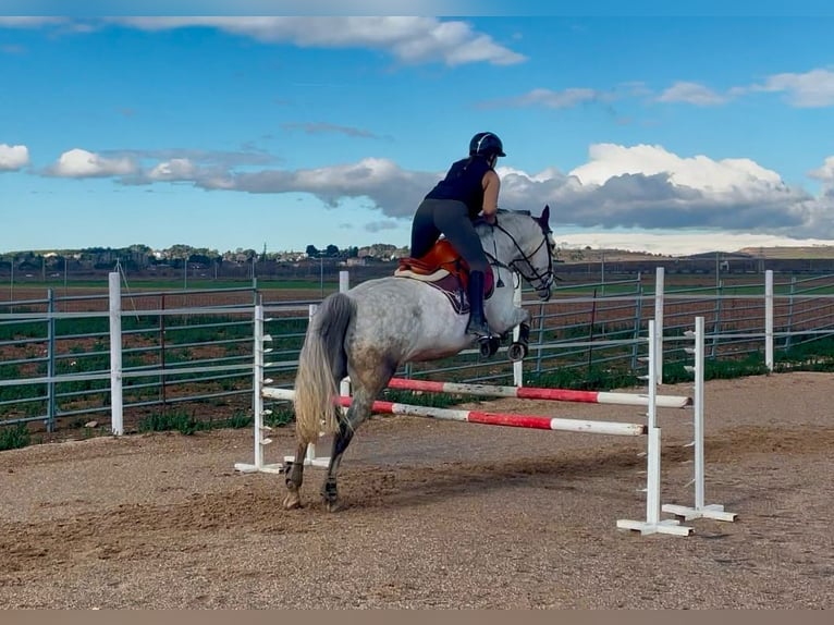 Cheval de sport espagnol Hongre 10 Ans 160 cm Gris pommelé in Barrio De El Castillo