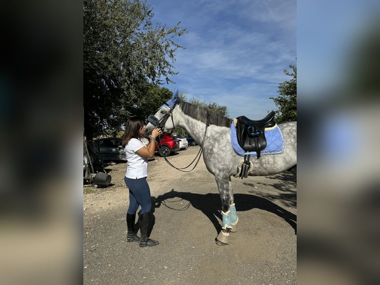 Cheval de sport espagnol Hongre 10 Ans 160 cm Gris pommelé in Barrio De El Castillo