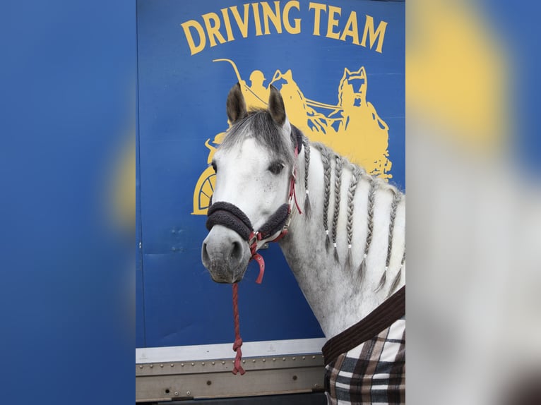 Cheval de sport espagnol Hongre 10 Ans 160 cm Gris pommelé in Barrio De El Castillo