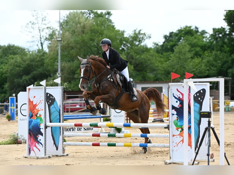 Cheval de sport espagnol Croisé Hongre 10 Ans 165 cm Alezan in Castro Urdiales