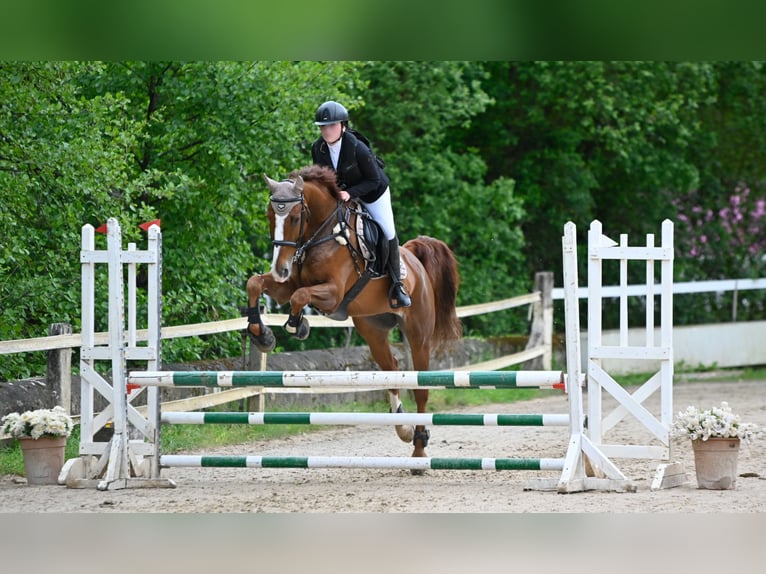 Cheval de sport espagnol Croisé Hongre 10 Ans 165 cm Alezan in Castro Urdiales