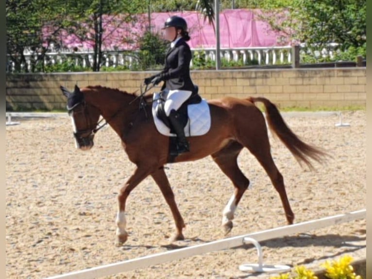 Cheval de sport espagnol Croisé Hongre 10 Ans 165 cm Alezan in Castro Urdiales