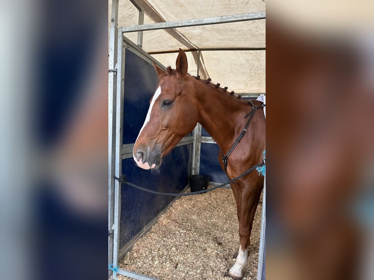 Cheval de sport espagnol Croisé Hongre 10 Ans 165 cm Alezan in Castro Urdiales