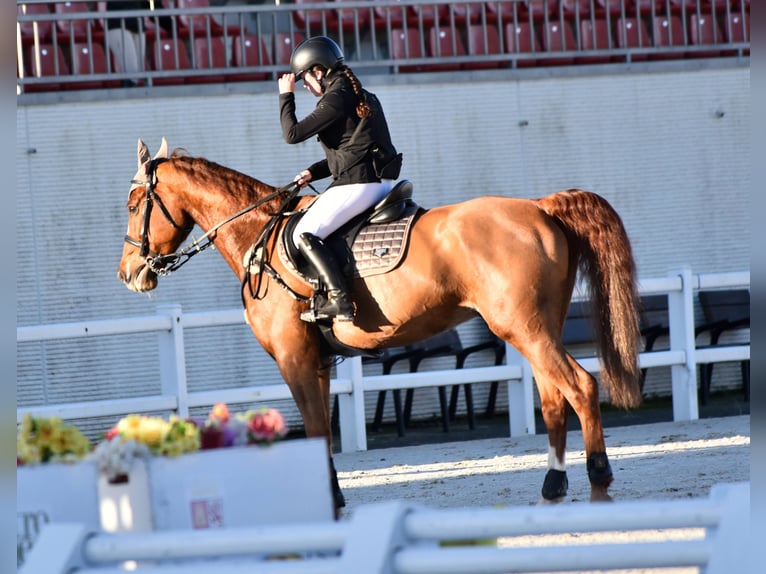 Cheval de sport espagnol Croisé Hongre 10 Ans 165 cm Alezan in Castro Urdiales