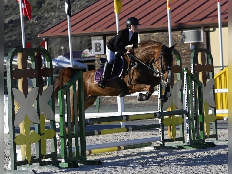 Cheval de sport espagnol Croisé Hongre 10 Ans 165 cm Alezan in Castro Urdiales