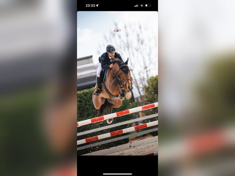 Cheval de sport espagnol Hongre 10 Ans 165 cm Bai brun in San Martin De La Vega, De (Carretera)