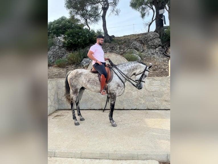 Cheval de sport espagnol Hongre 10 Ans 168 cm Gris pommelé in Paterna De Rivera