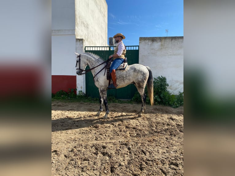 Cheval de sport espagnol Hongre 10 Ans 168 cm Gris pommelé in Paterna De Rivera