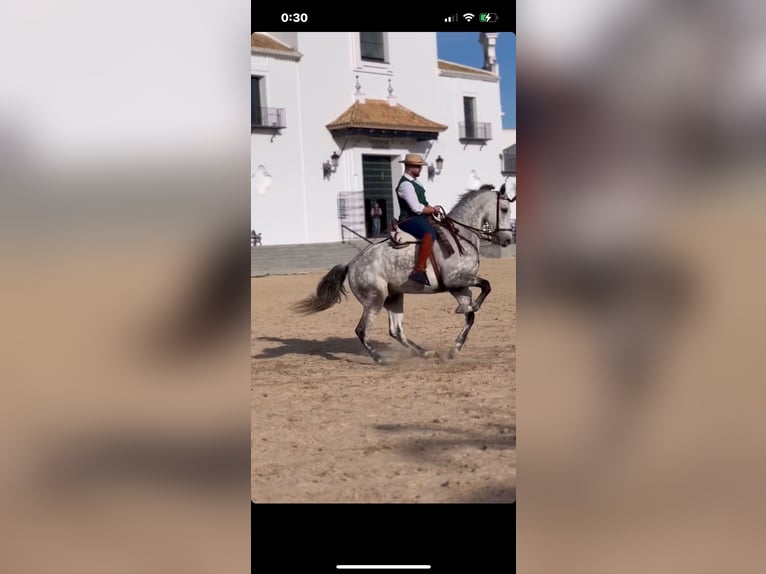 Cheval de sport espagnol Hongre 10 Ans 168 cm Gris pommelé in Paterna De Rivera