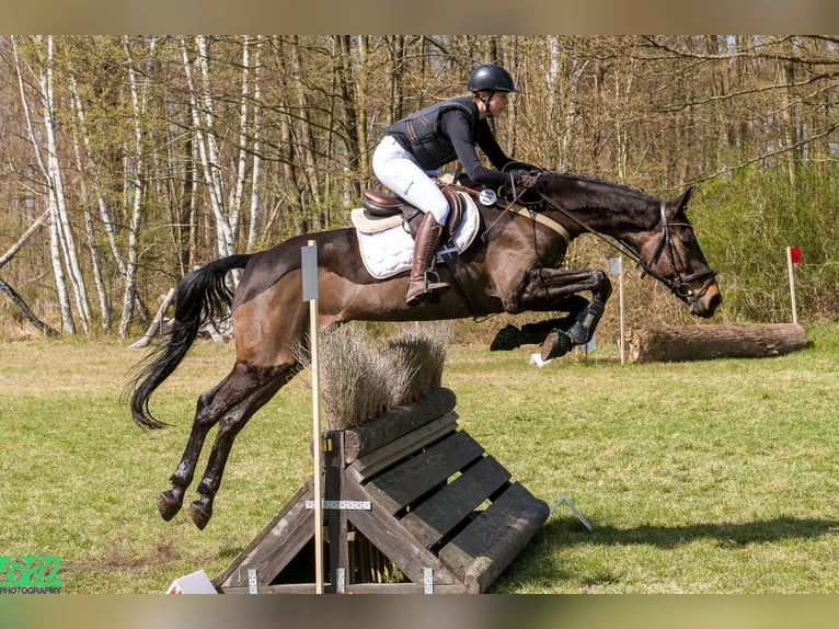 Cheval de sport espagnol Hongre 10 Ans 170 cm Bai brun in Brunete