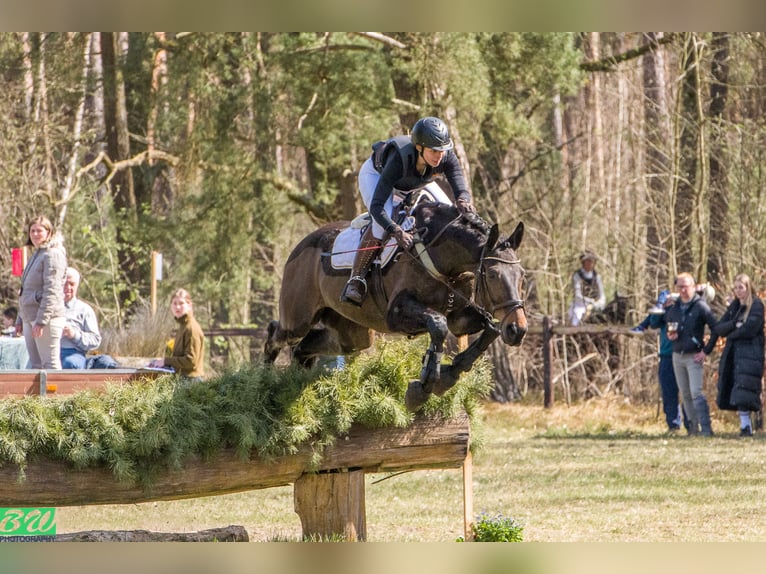 Cheval de sport espagnol Hongre 10 Ans 170 cm Bai brun in Brunete