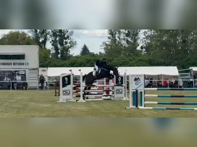 Cheval de sport espagnol Hongre 10 Ans 170 cm Bai brun in Brunete