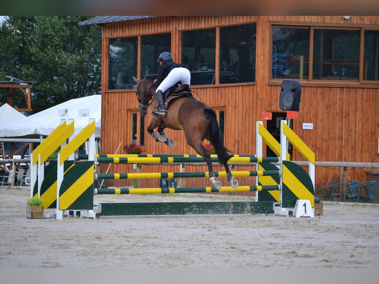 Cheval de sport espagnol Hongre 10 Ans 170 cm Bai brun in Barcelona