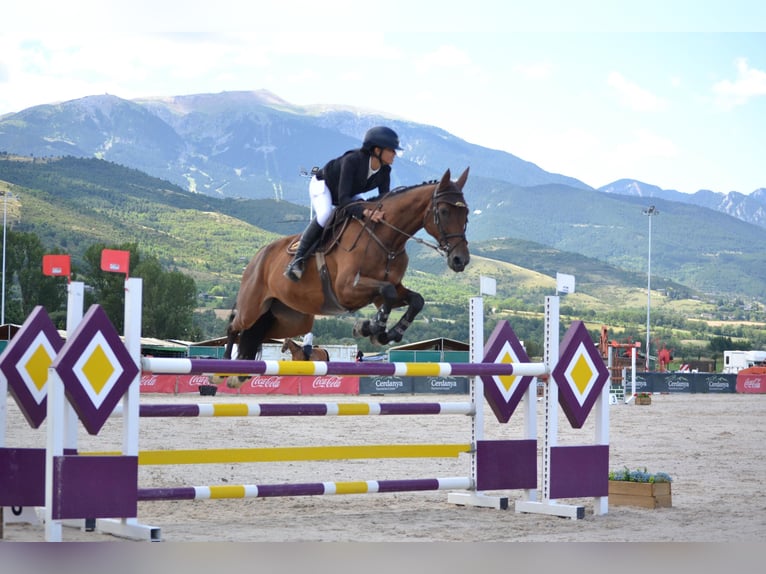 Cheval de sport espagnol Hongre 10 Ans 170 cm Bai brun in Barcelona
