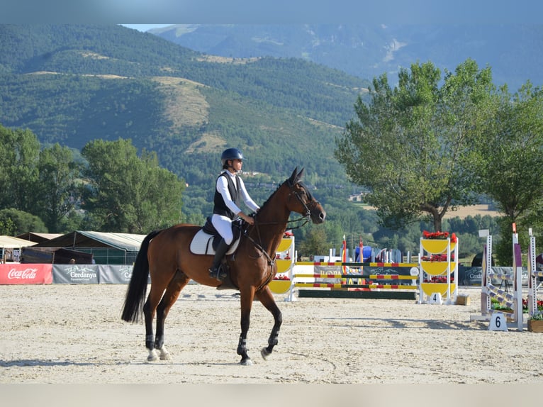 Cheval de sport espagnol Hongre 10 Ans 170 cm Bai brun in Barcelona