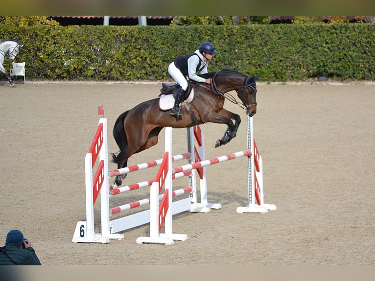 Cheval de sport espagnol Hongre 10 Ans 170 cm Bai brun in Barcelona