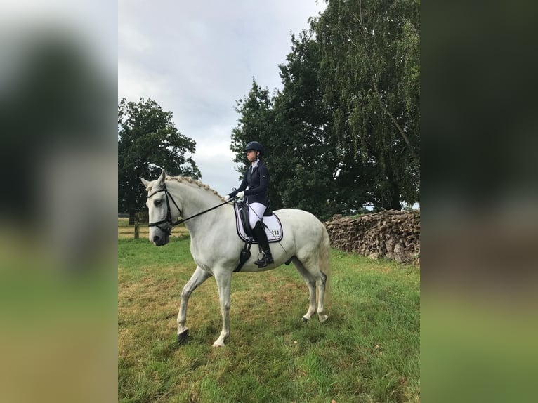 Cheval de sport espagnol Hongre 10 Ans 64 cm Gris pommelé in Jersbek