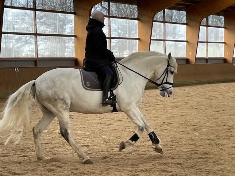 Cheval de sport espagnol Hongre 10 Ans 64 cm Gris pommelé in Jersbek