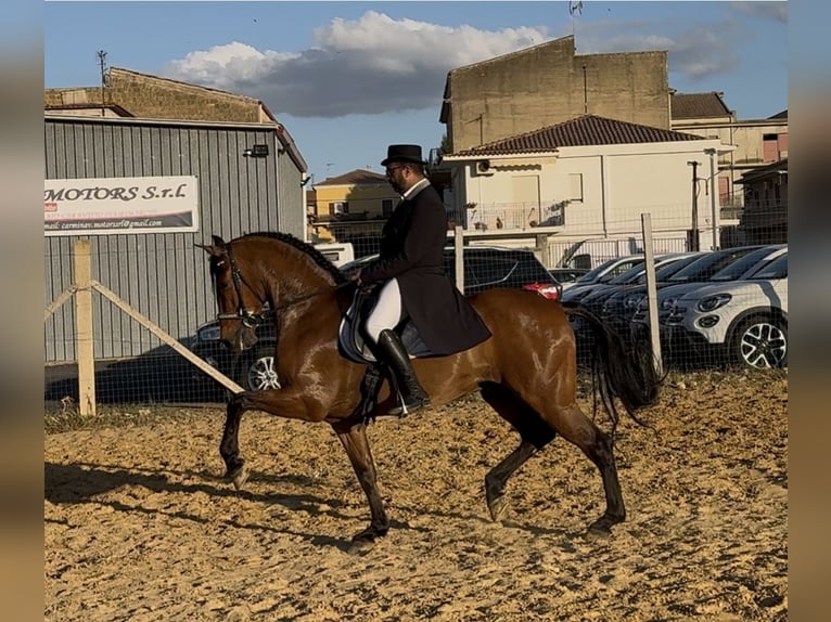 Cheval de sport espagnol Hongre 11 Ans 165 cm Bai brun in Oggiona Con Santo Stefano