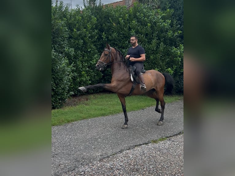 Cheval de sport espagnol Hongre 11 Ans 165 cm Bai brun in Oggiona Con Santo Stefano
