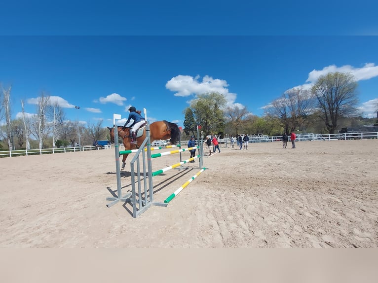 Cheval de sport espagnol Hongre 11 Ans 171 cm Bai clair in Brunete