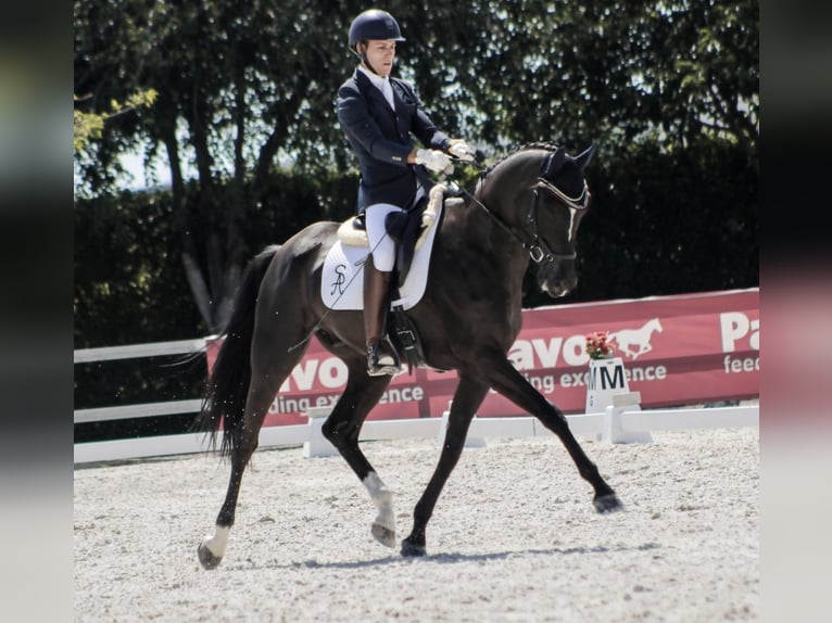 Cheval de sport espagnol Hongre 11 Ans 173 cm Noir in Griñon