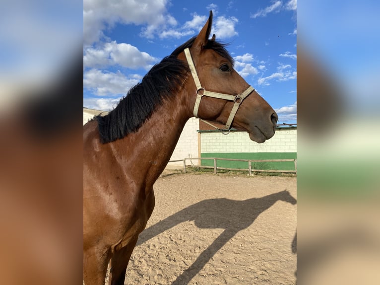 Cheval de sport espagnol Hongre 11 Ans 190 cm Bai in Trijueque
