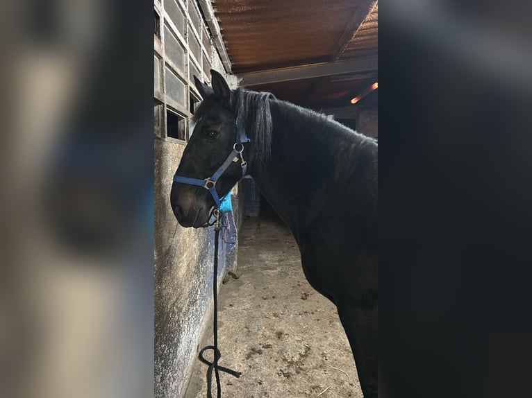 Cheval de sport espagnol Hongre 11 Ans Noir in Serranillos Del Valle