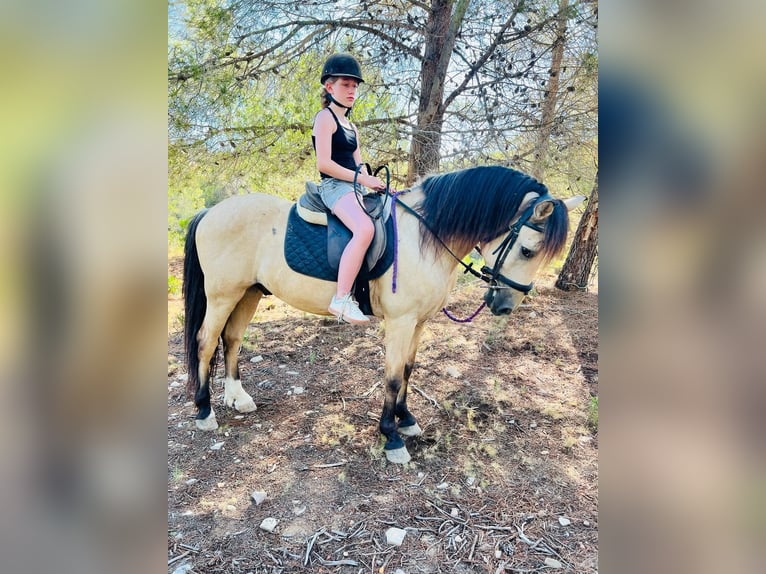 Cheval de sport espagnol Croisé Hongre 12 Ans 148 cm Isabelle in Calpe