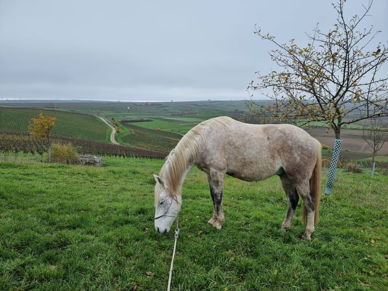 Cheval de sport espagnol Croisé Hongre 12 Ans 153 cm Gris moucheté in Stadecken-Elsheim