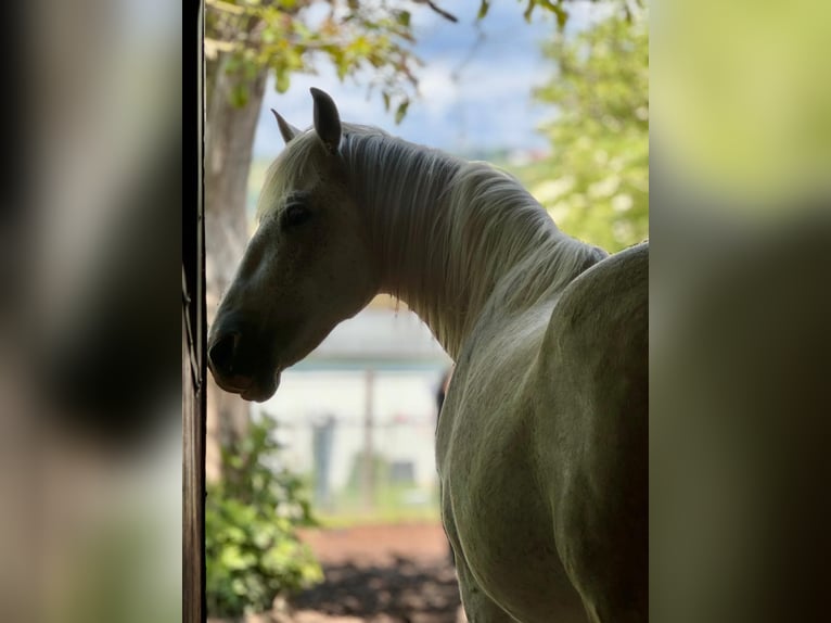 Cheval de sport espagnol Croisé Hongre 12 Ans 153 cm Gris moucheté in Stadecken-Elsheim