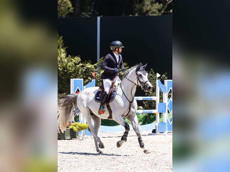 Cheval de sport espagnol Hongre 12 Ans 163 cm Gris in Sobrado, Valongo