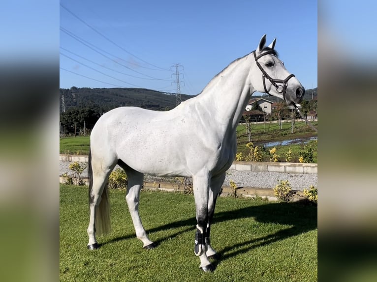 Cheval de sport espagnol Hongre 12 Ans 163 cm Gris in Sobrado, Valongo