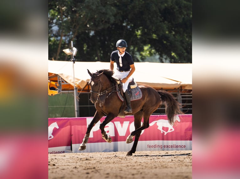 Cheval de sport espagnol Hongre 12 Ans 165 cm Noir in Sabadell