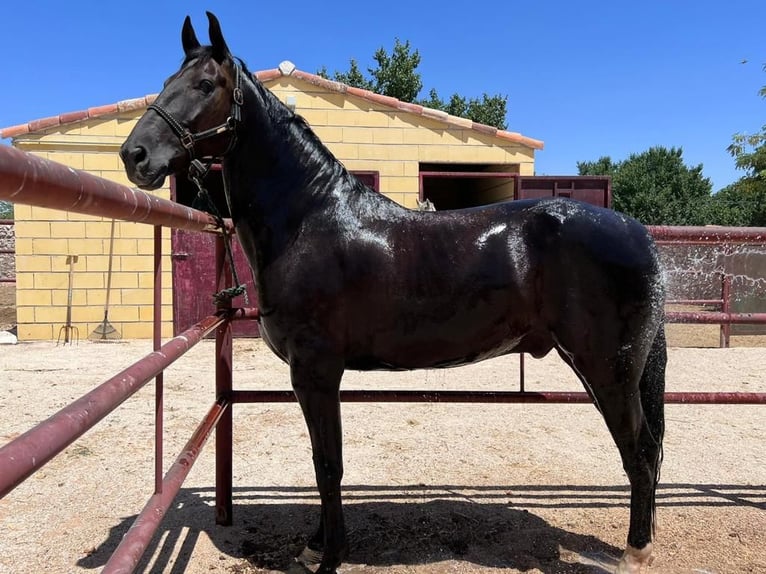 Cheval de sport espagnol Hongre 12 Ans 170 cm Bai brun in Nuevo Baztan