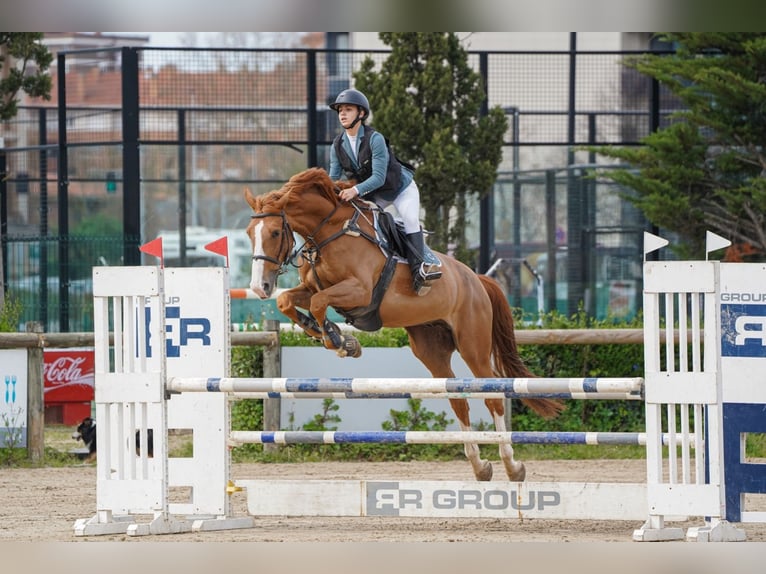 Cheval de sport espagnol Hongre 12 Ans 172 cm Alezan in Gijon