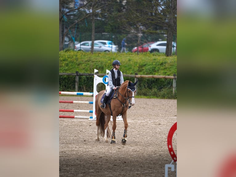 Cheval de sport espagnol Hongre 12 Ans 172 cm Alezan in Gijon