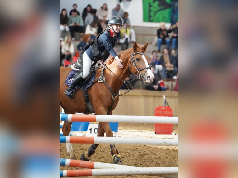 Cheval de sport espagnol Hongre 12 Ans 172 cm Alezan in Gijon