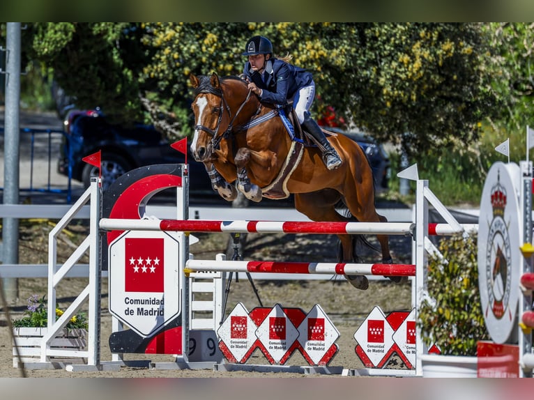 Cheval de sport espagnol Hongre 12 Ans 175 cm Bai brun in San Martin De La Vega, De (Carretera)