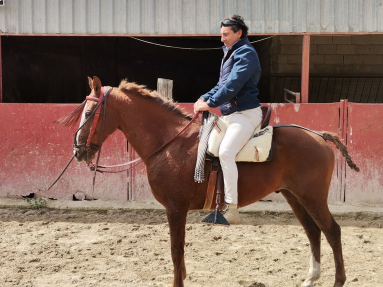 Cheval de sport espagnol Hongre 12 Ans Alezan in Sierra, La (Baena)